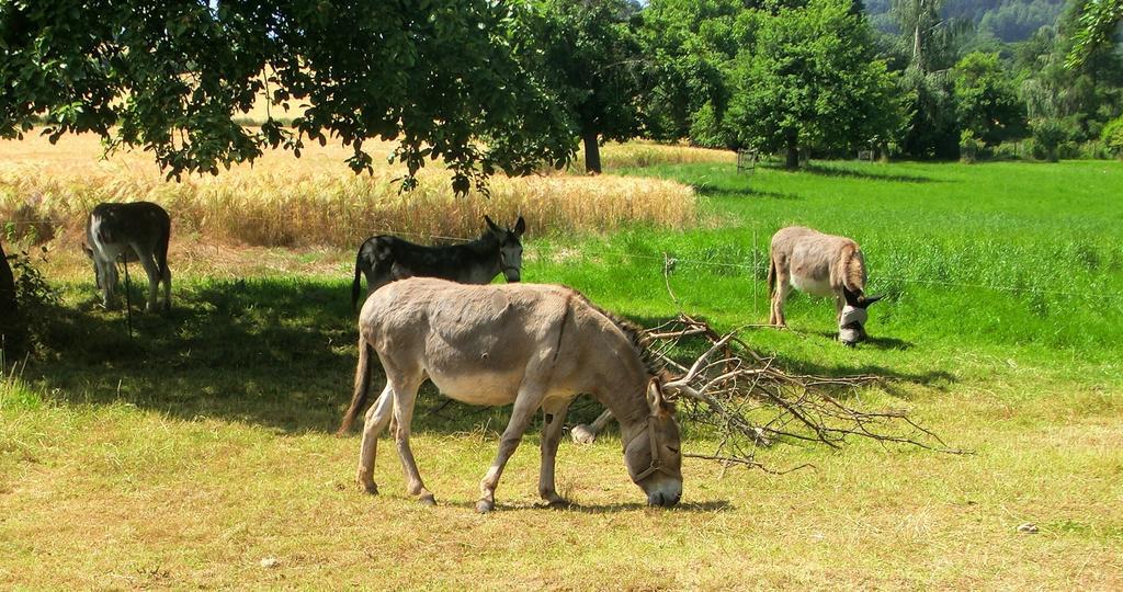 Ferienwohnung Makowitschka Kreischa Szoba fotó